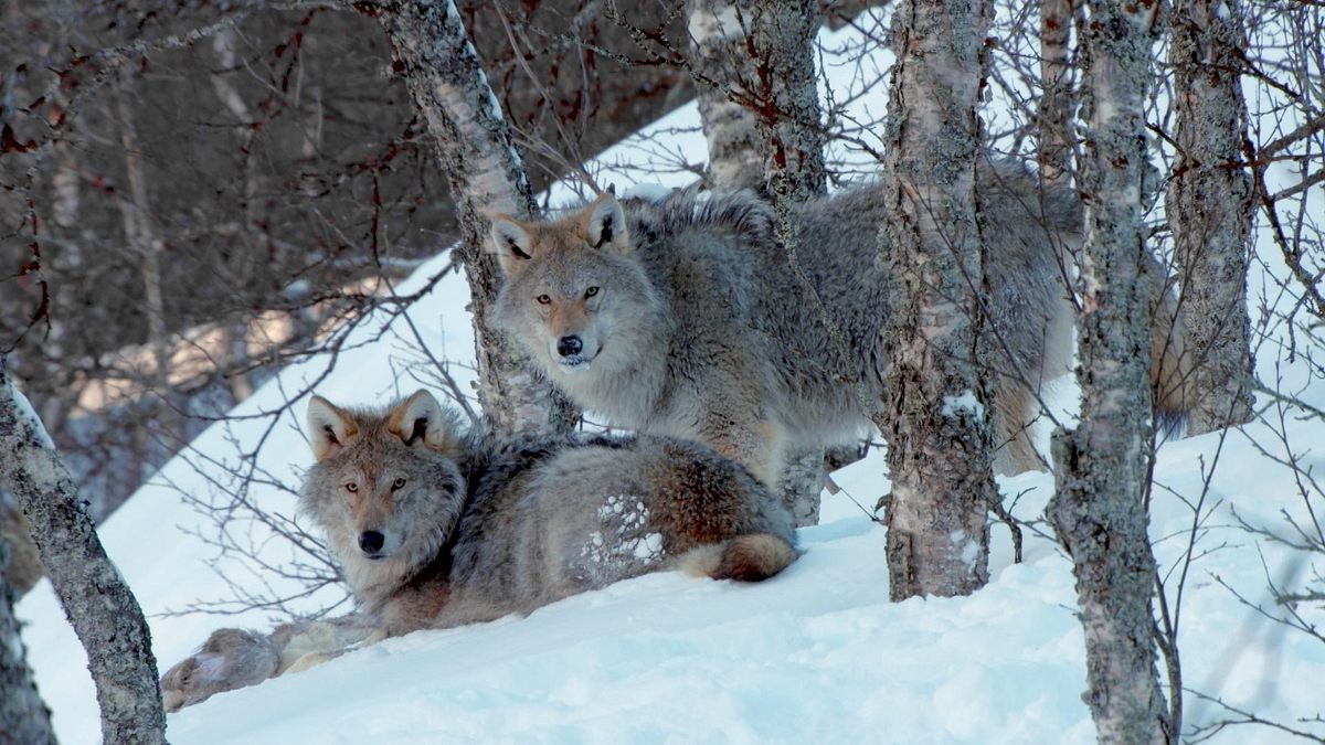 die sprache der tiere
