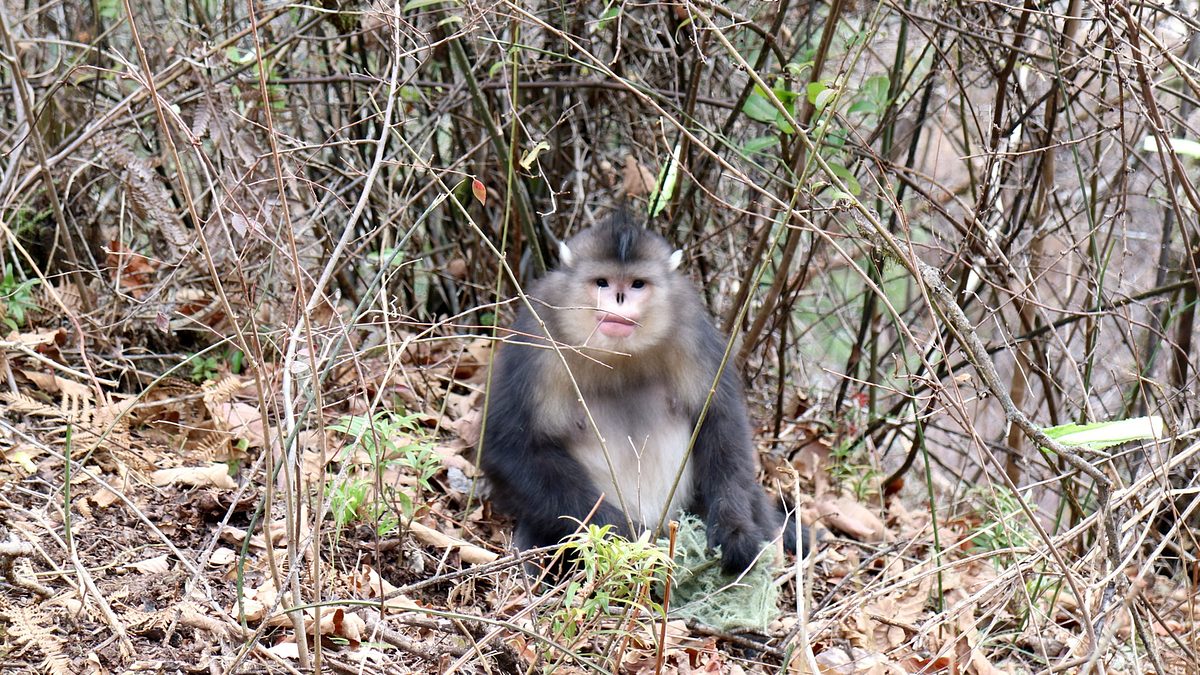 asiens geheime wildnis