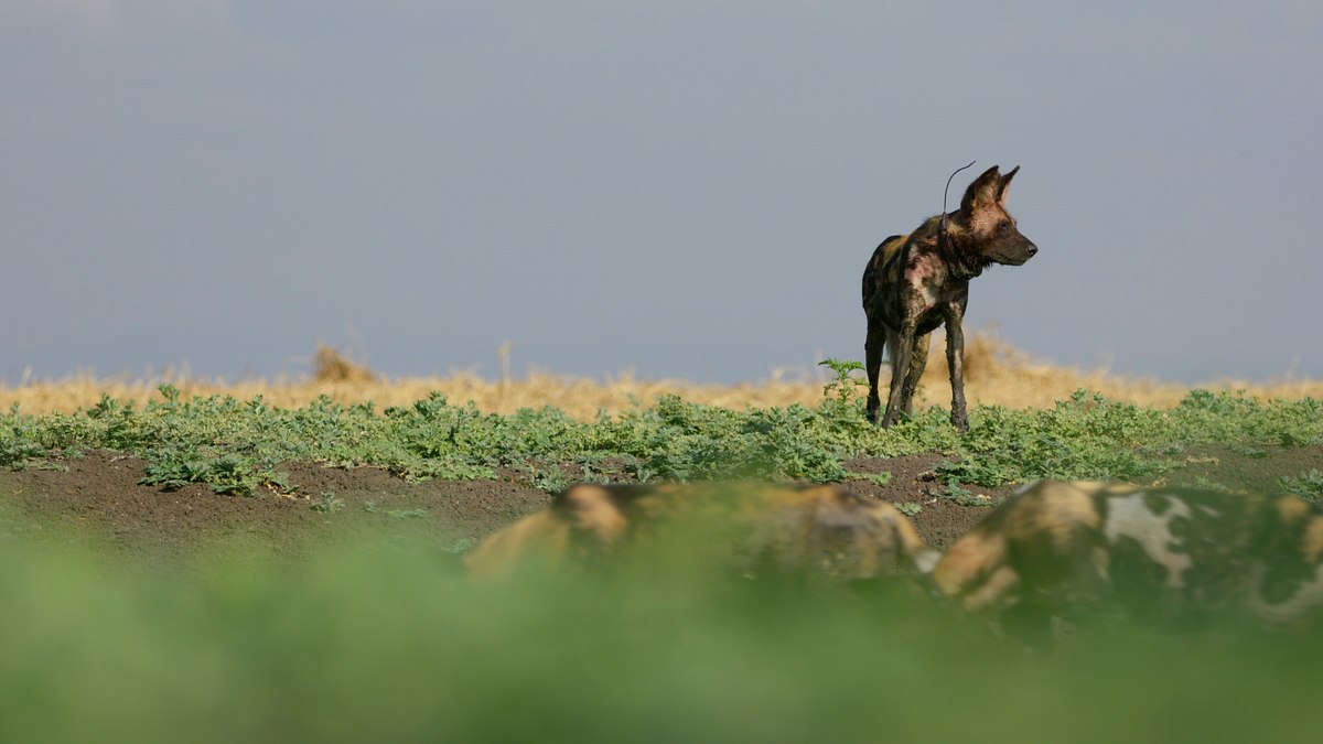 gorongosa: die rückkehr der raubtiere