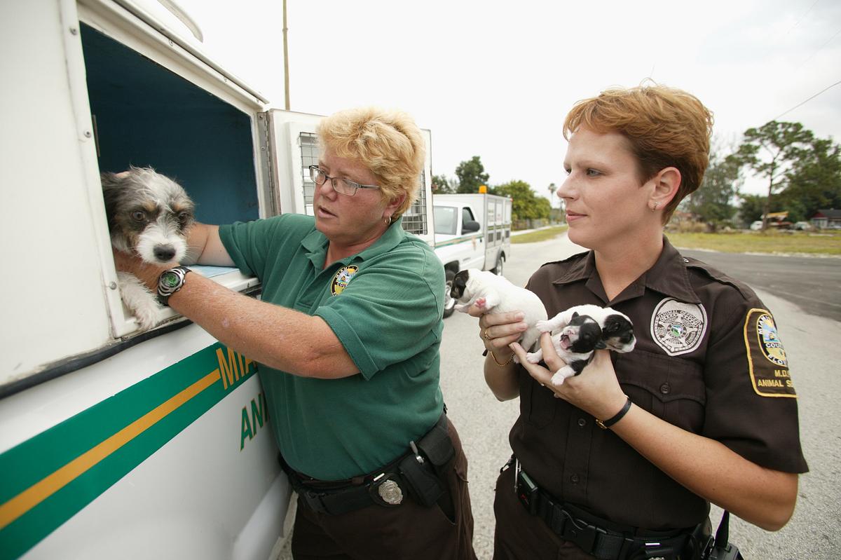 Tierpolizei Miami tierpolizei miami