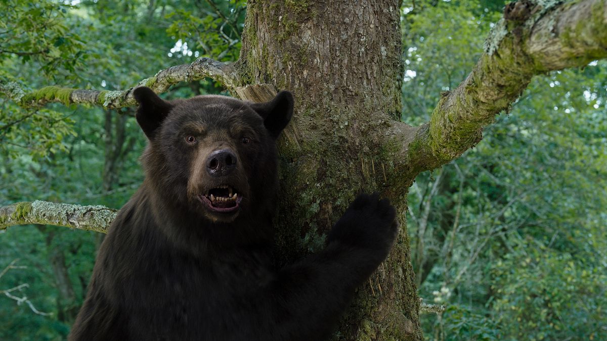 cocaine bear
