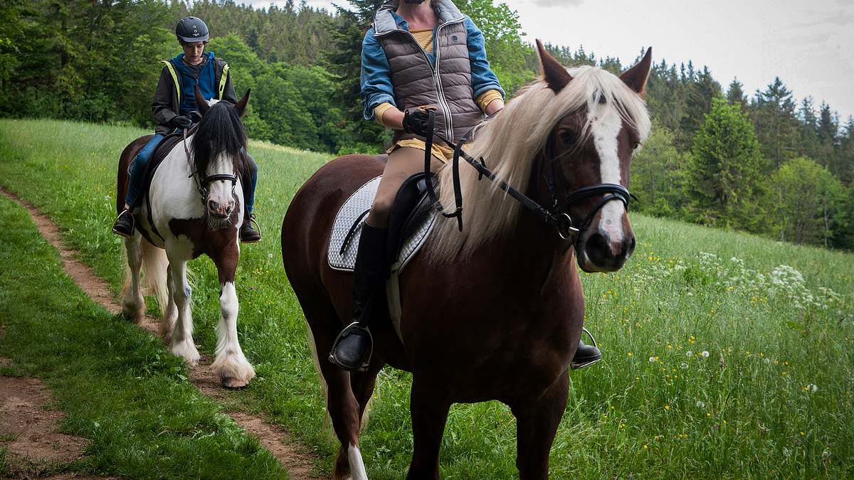 tiere bis unters dach