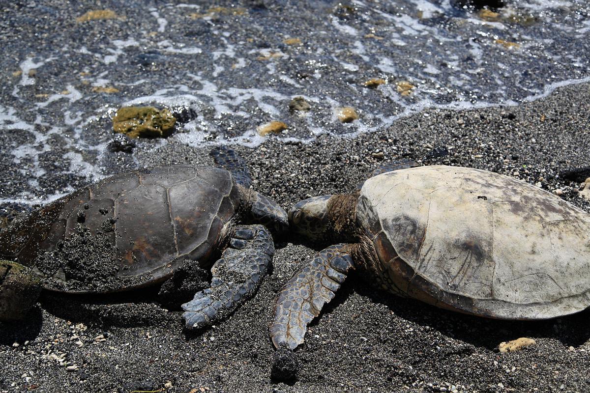 Wildes Hawaii wildes hawaii