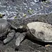 Wildes Hawaii Thumbnail