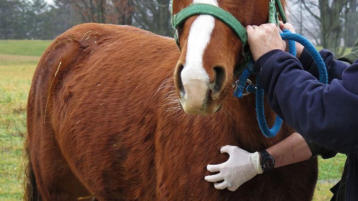 der unglaubliche dr. pol