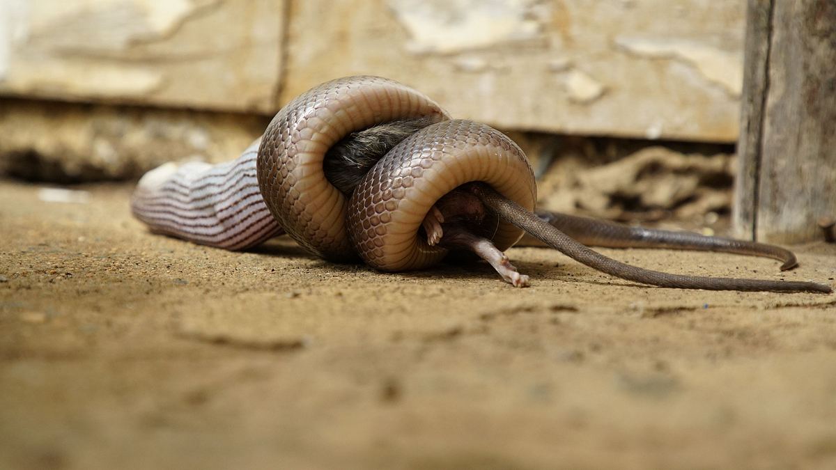 snakes in the city