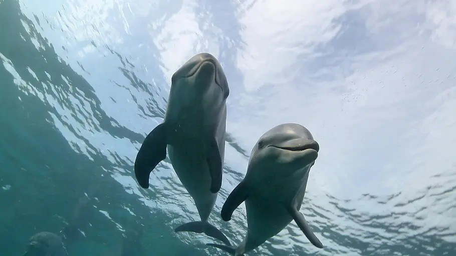 Welt der Tiere welt der tiere
