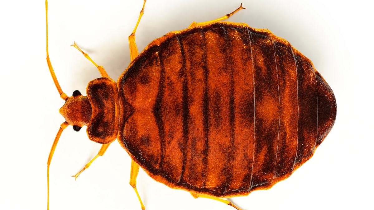 tierische eroberer