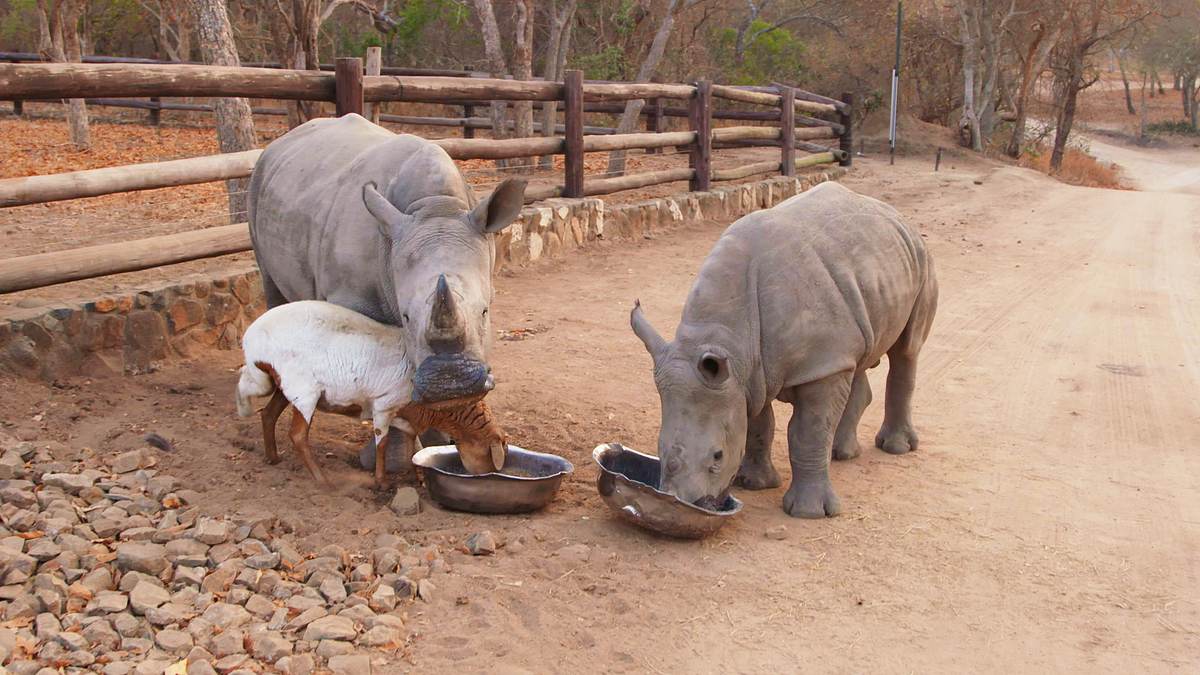 tierische freundschaften