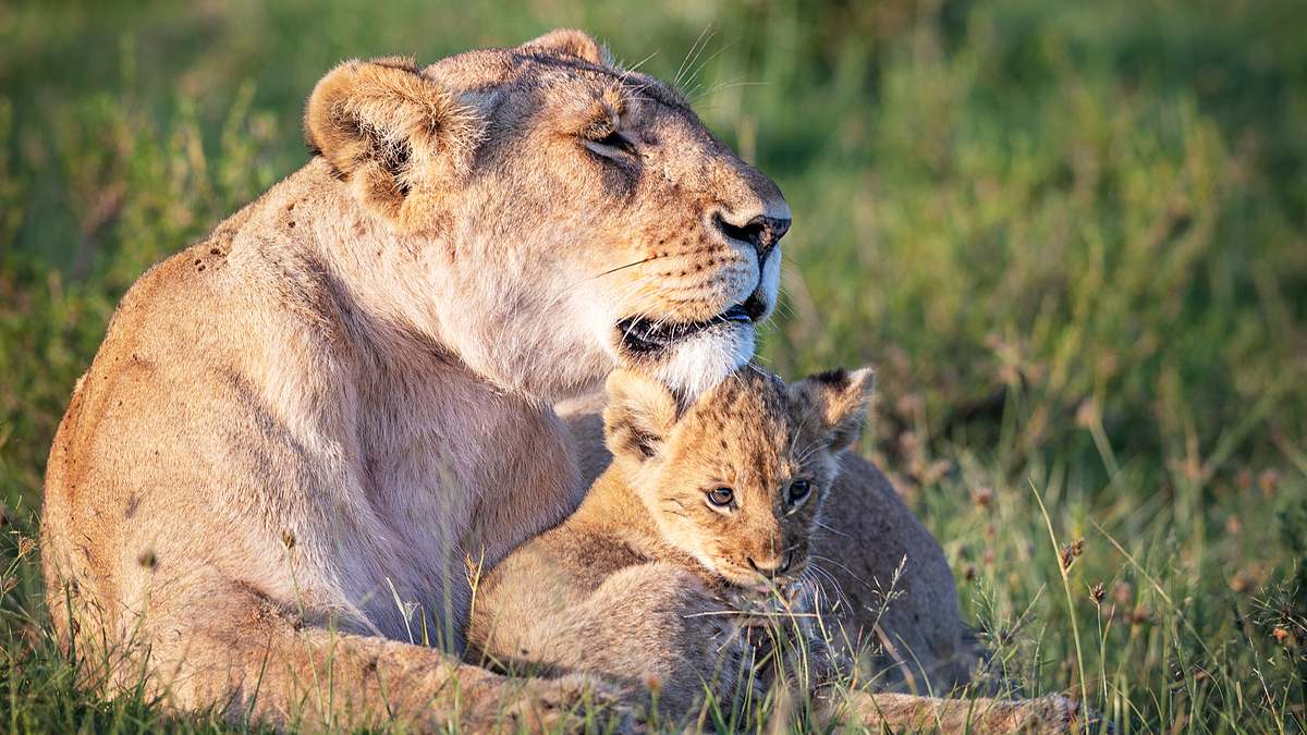 big cat tales - afrikas raubkatzen