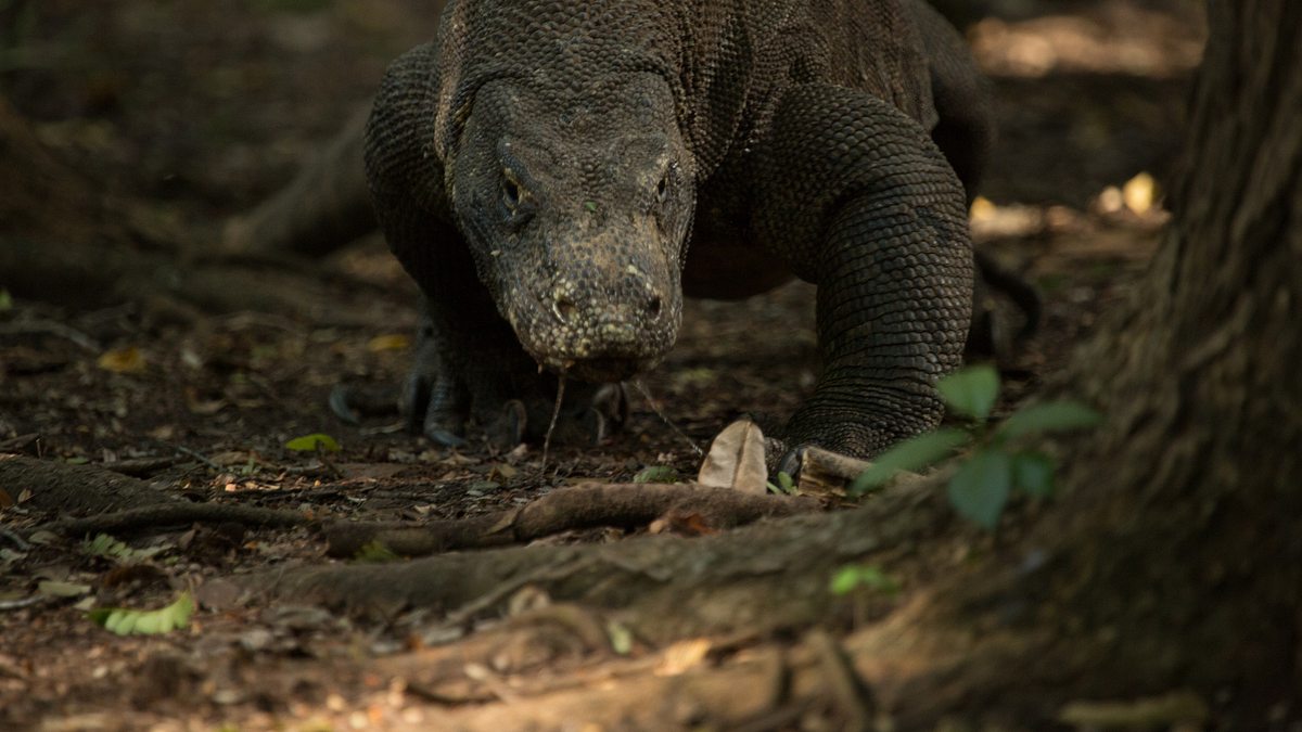 ein tag im leben eines komodowarans