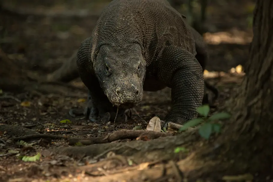 Ein Tag im Leben eines Komodowarans ein tag im leben eines komodowarans