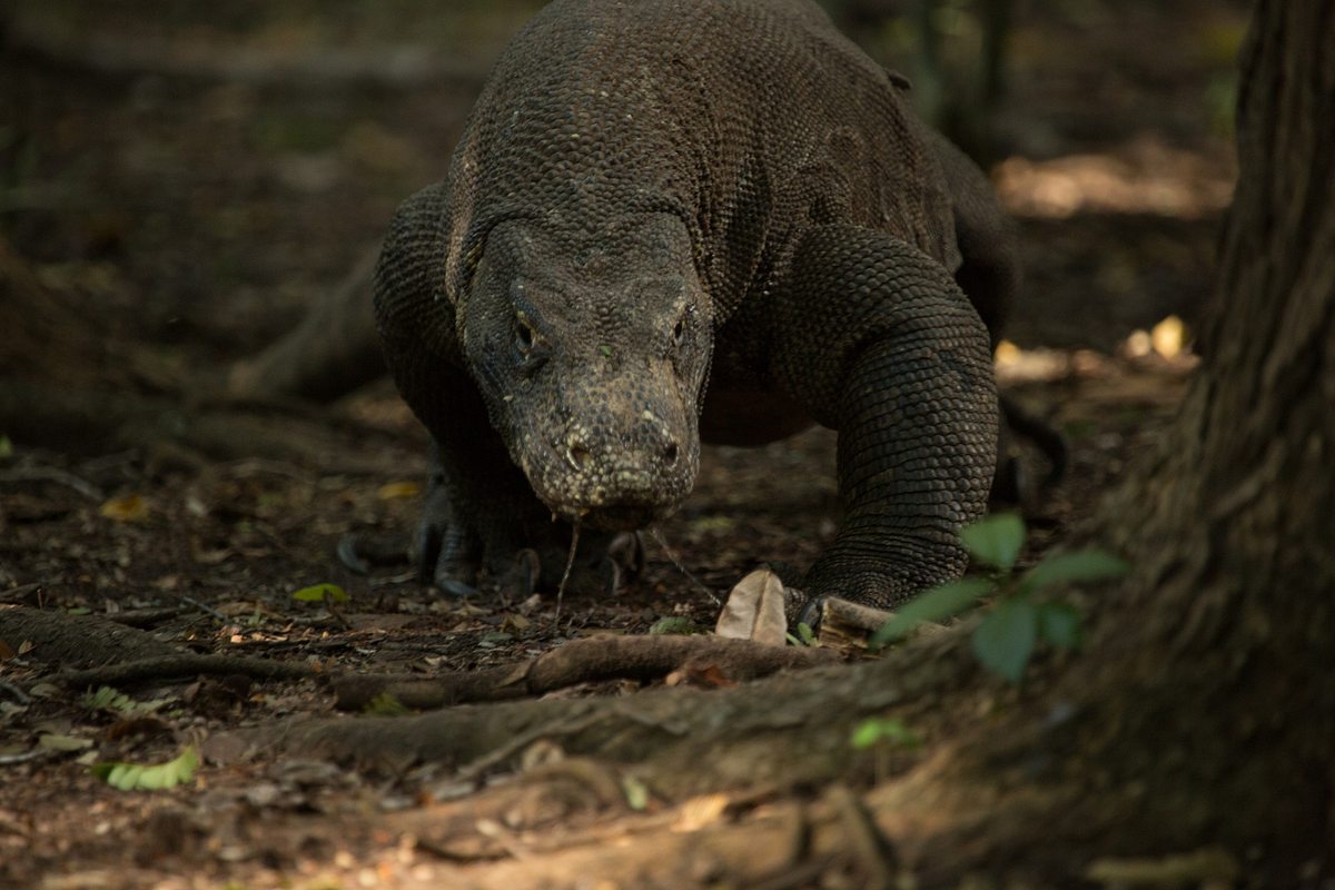 Ein Tag im Leben eines Komodowarans ein tag im leben eines komodowarans