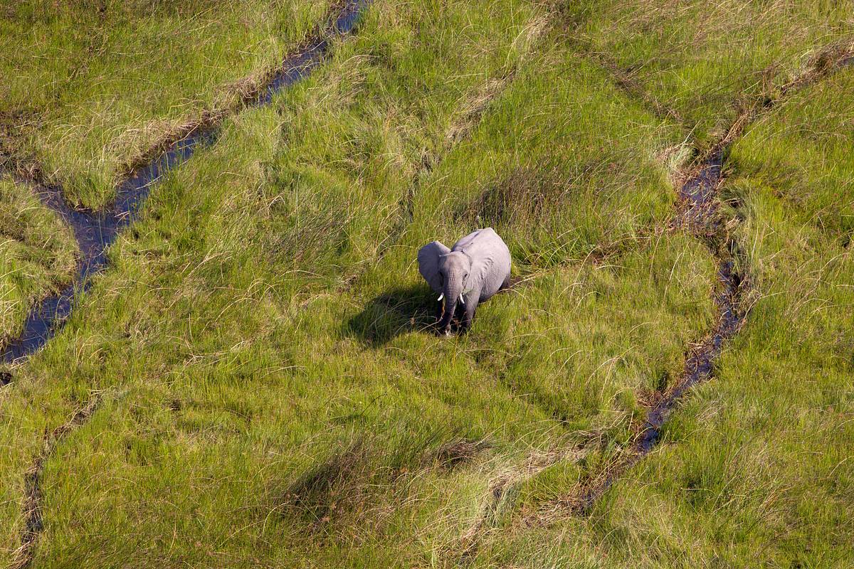 Okawango - Fluss der Träume okawango - fluss der träume