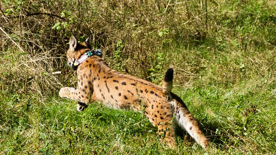 europa: die wildnis kehrt zurück