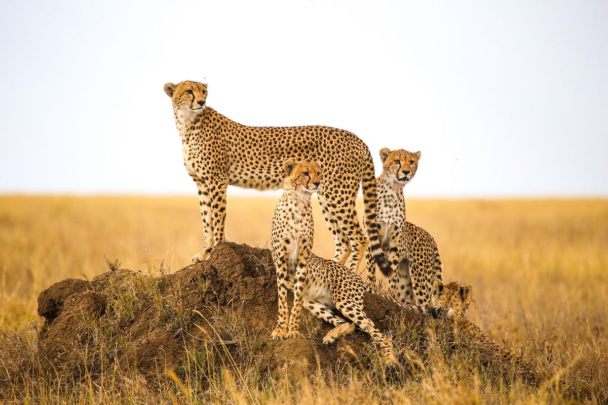 Animal Mysteries - Unglaubliches Tierverhalten animal mysteries - unglaubliches tierverhalten