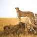 Animal Mysteries - Unglaubliches Tierverhalten Thumbnail