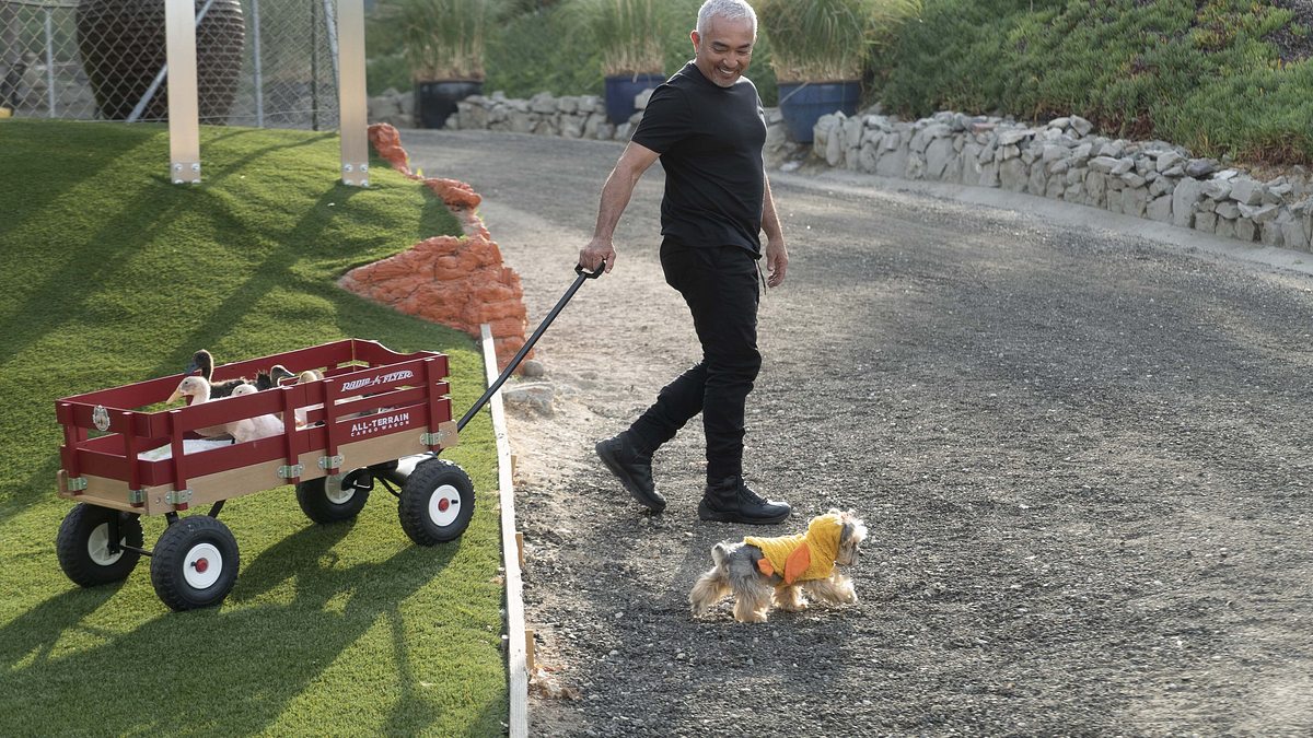 cesar millan: guter mensch, guter hund