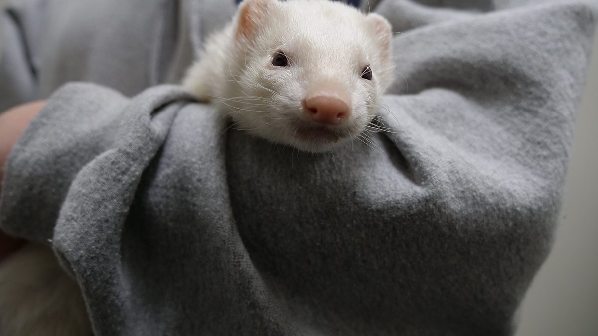 die tierärzte von houston