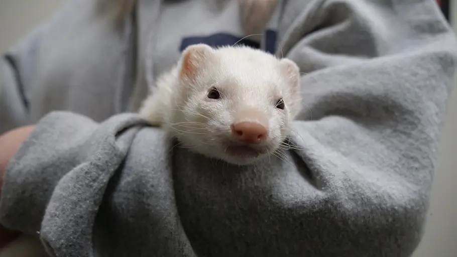 die tierärzte von houston