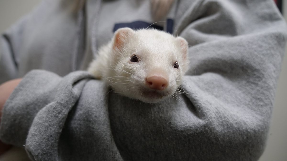 die tierärzte von houston