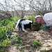 Wild Frank - Abenteuer in Kalifornien Thumbnail