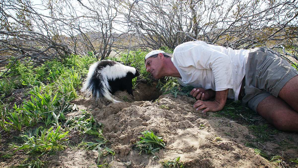 wild frank - abenteuer in kalifornien