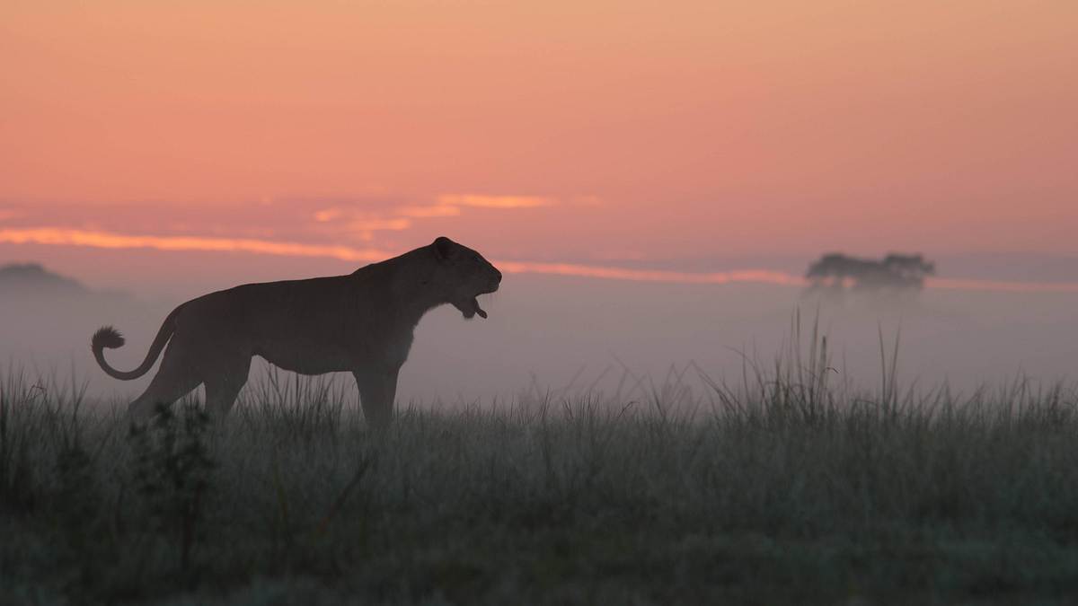 afrikas tödlichste jäger