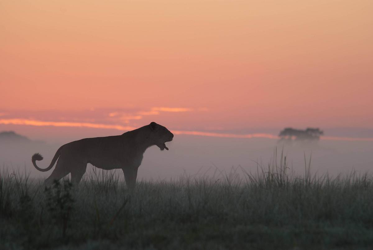 Afrikas tödlichste Jäger afrikas tödlichste jäger
