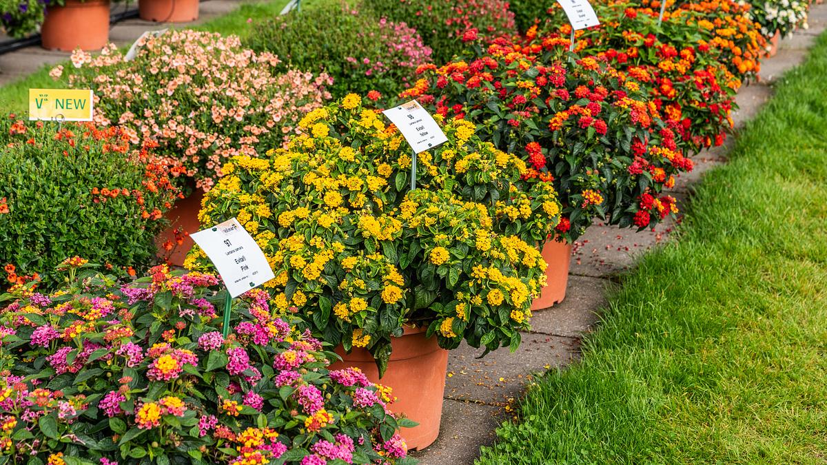rasch durch den garten