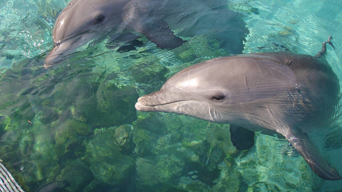 die delfin-schule