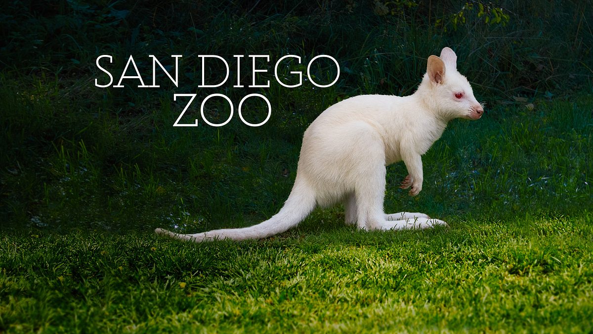 san diego zoo