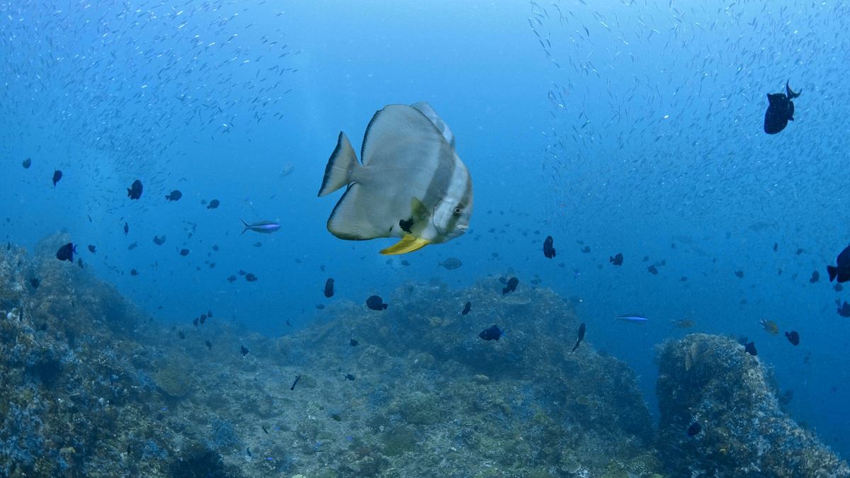 into the blue - indonesiens unterwasserparadiese