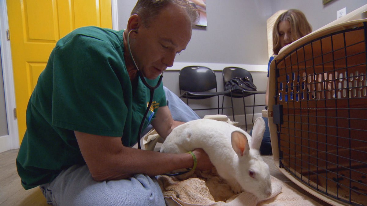 tierarzt dr. jeff