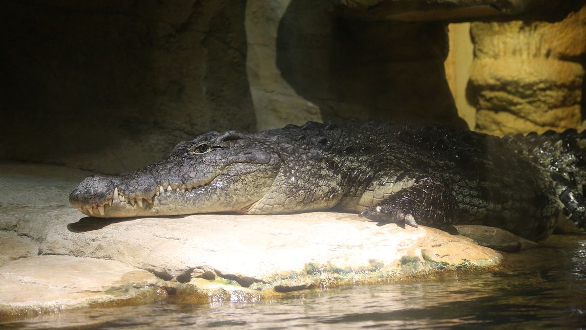 bronx zoo - tierpark der superlative