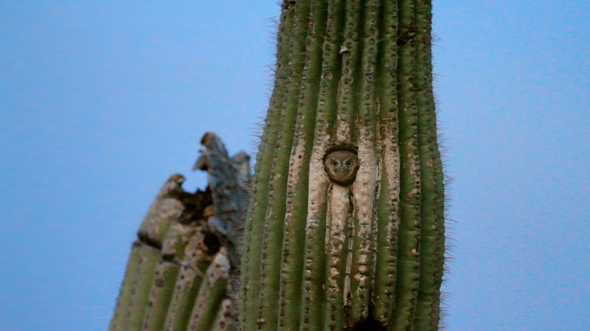 das wüstenparadies - zwischen felsen und kakteen