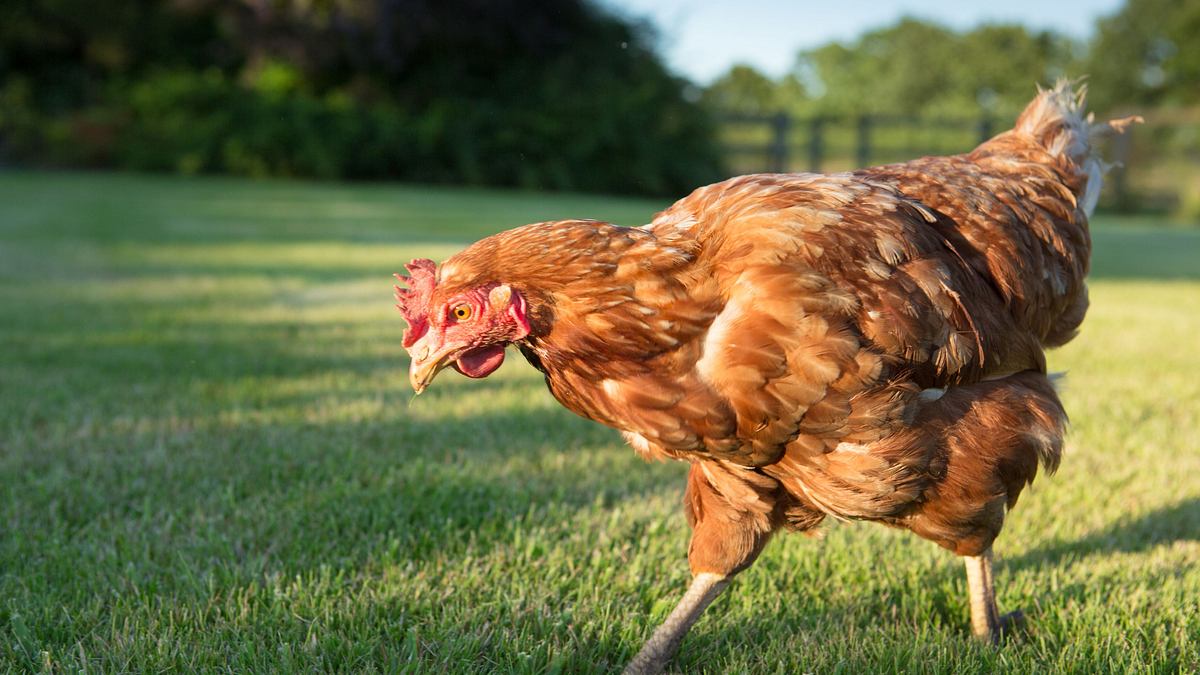 Die Superkräfte der Tiere die superkräfte der tiere