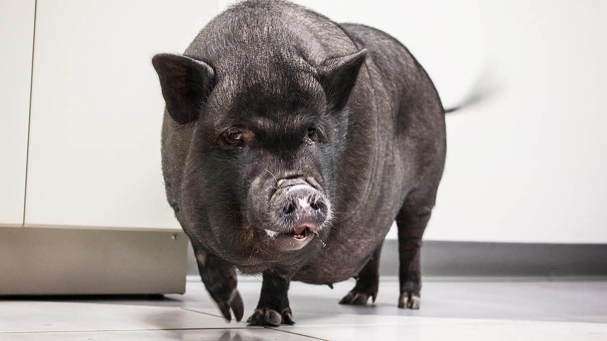 die tierärzte von houston