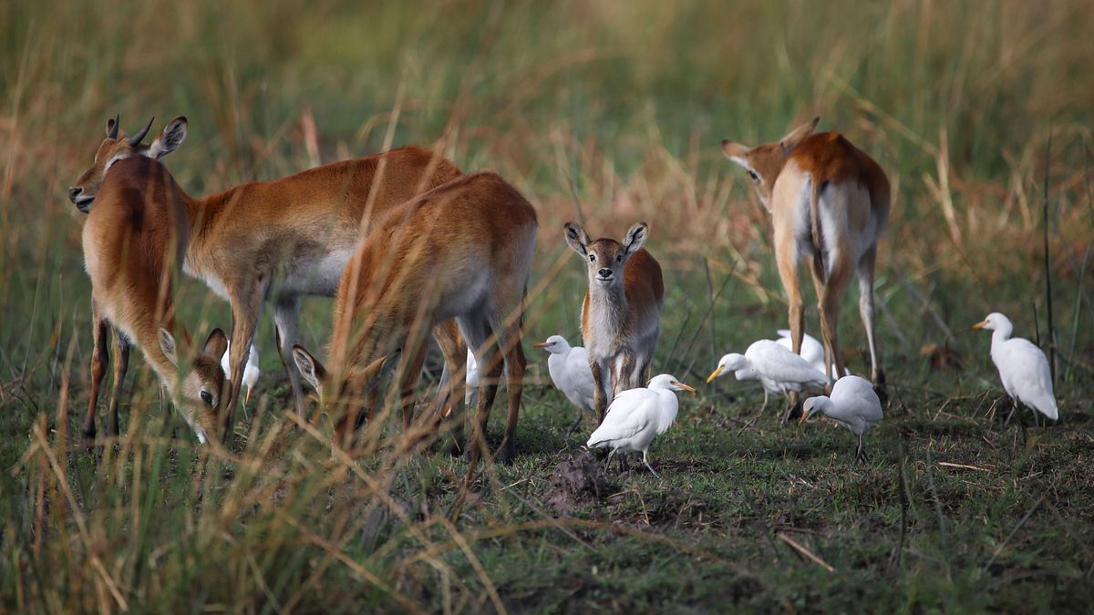afrikas wilde tierwelt