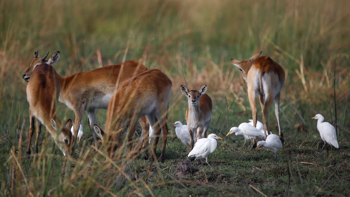 afrikas wilde tierwelt