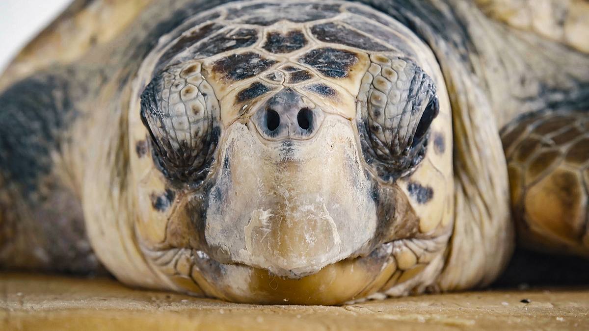 Die Schildkrötenretter der Adria die schildkrötenretter der adria