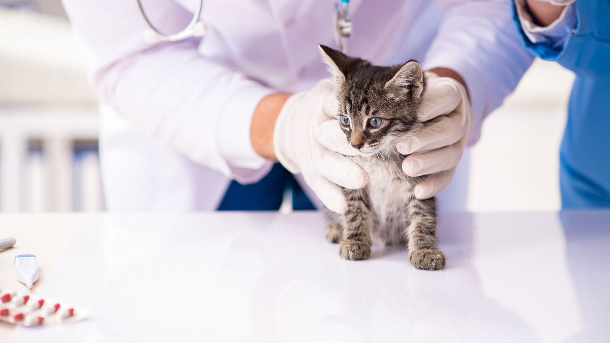 tierarzt dr. jeff