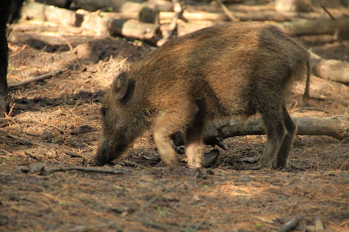 Tierische Eroberer tierische eroberer