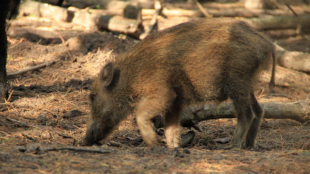 tierische eroberer