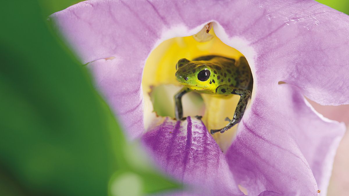 das leben in farbe mit david attenborough