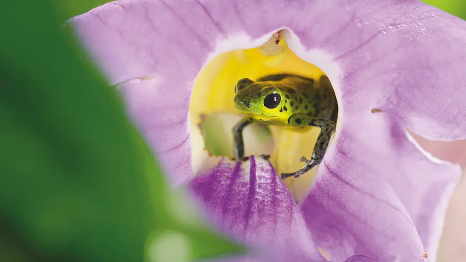 Das Leben in Farbe mit David Attenborough das leben in farbe mit david attenborough