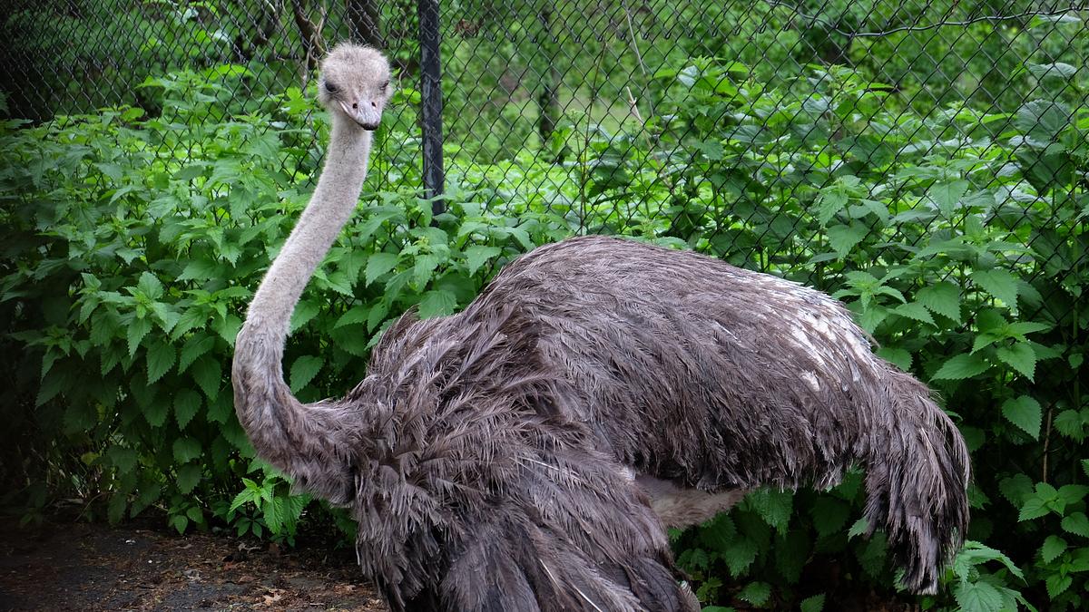 bronx zoo - tierpark der superlative