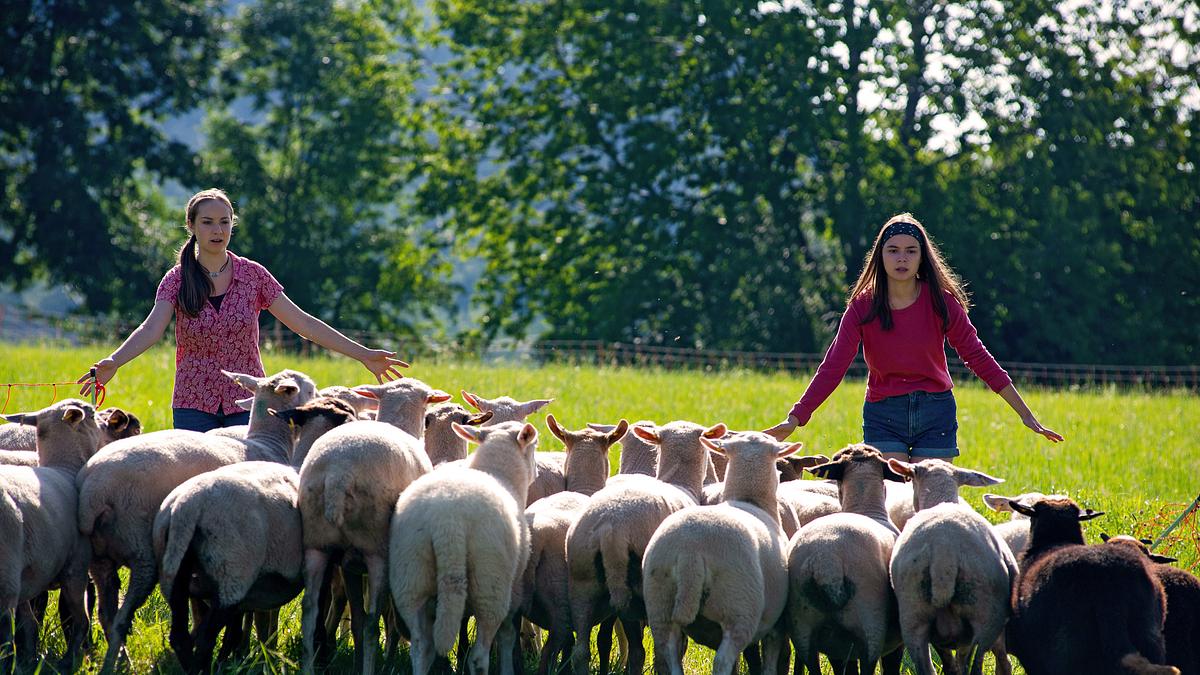 tiere bis unters dach