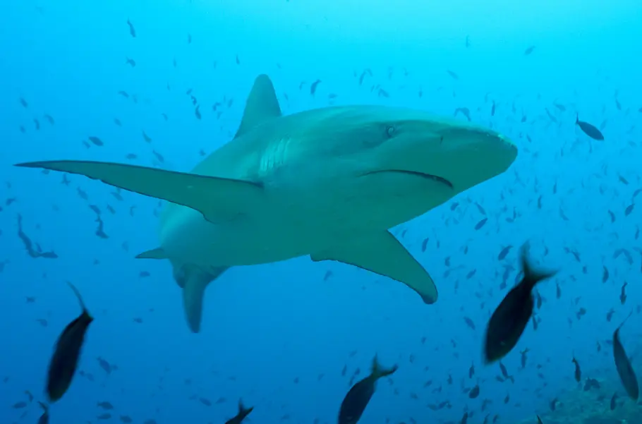 Das unbekannte Leben der Haie - Unterwegs im Meeresschutzgebiet Galápagos das unbekannte leben der haie - unterwegs im meeresschutzgebiet galápagos