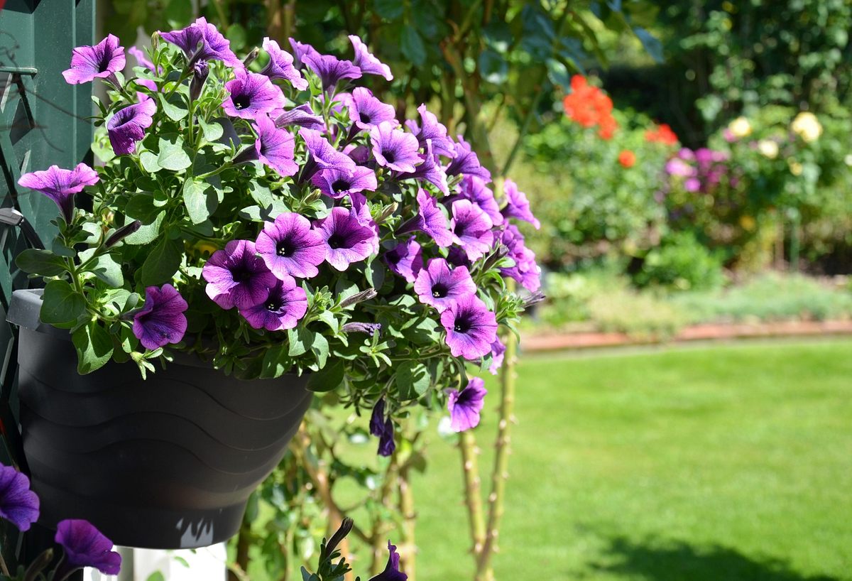 schnittgut. alles aus dem garten